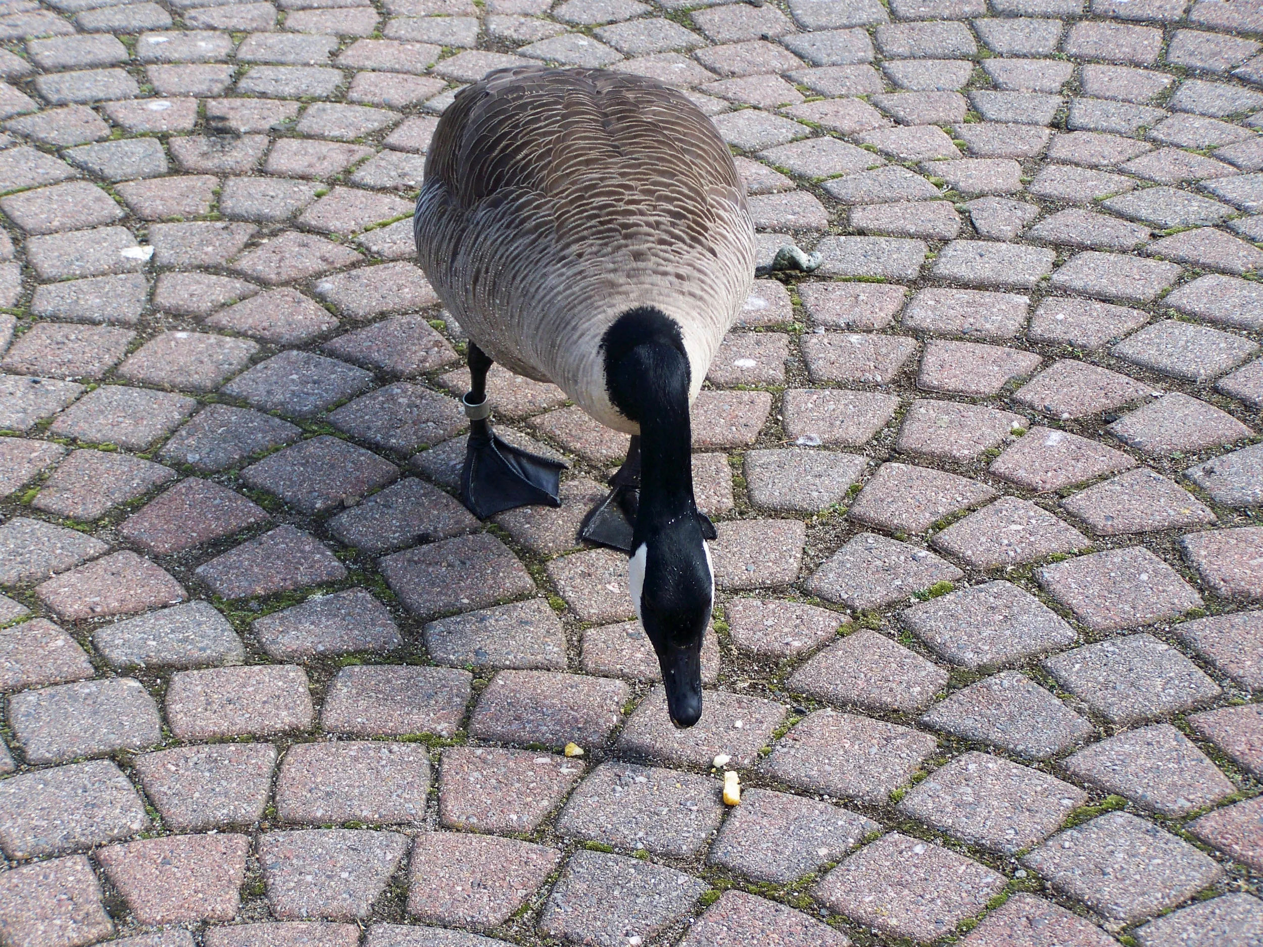 duck meets breadcrumb.jpg