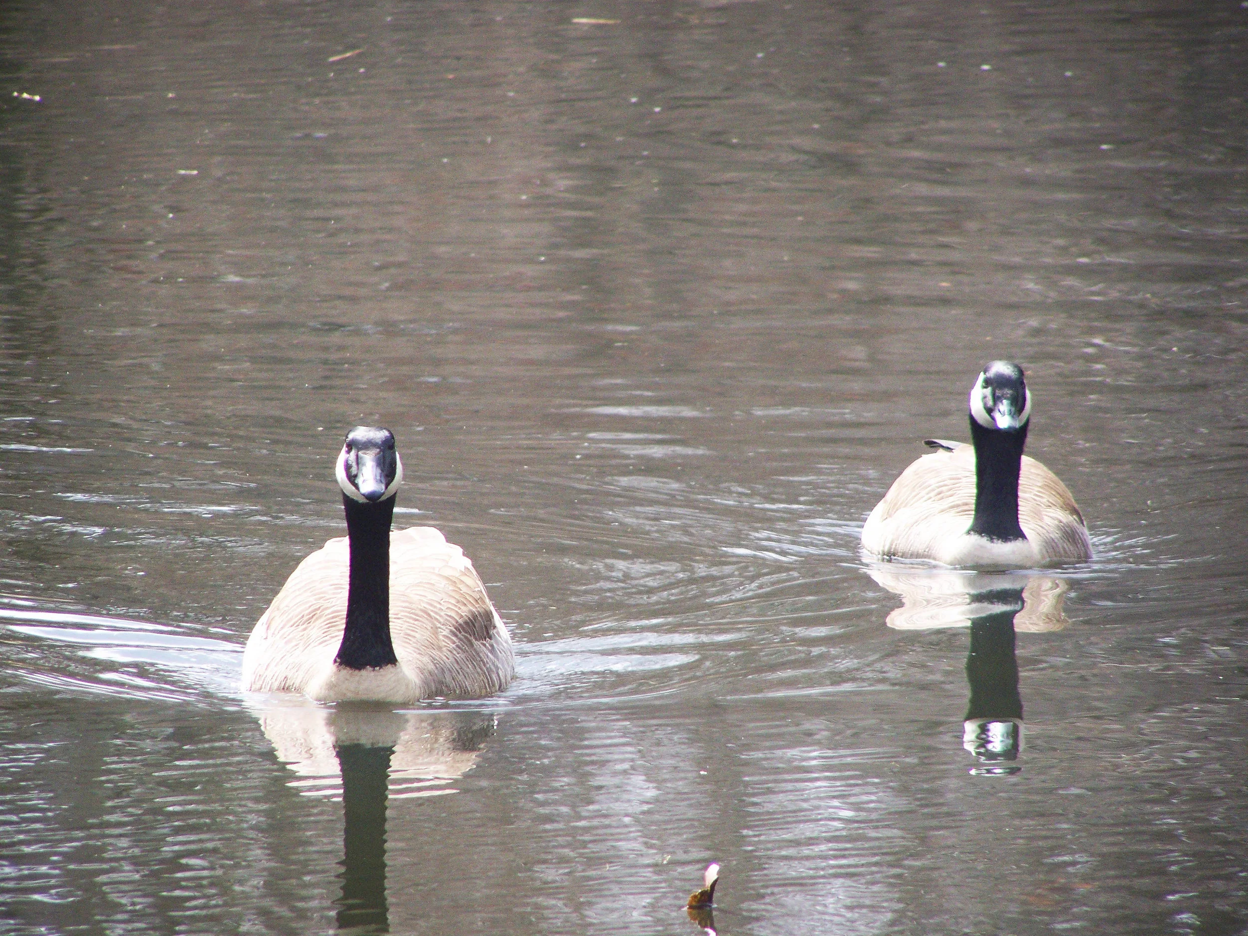 ducks are coming to attack.jpg