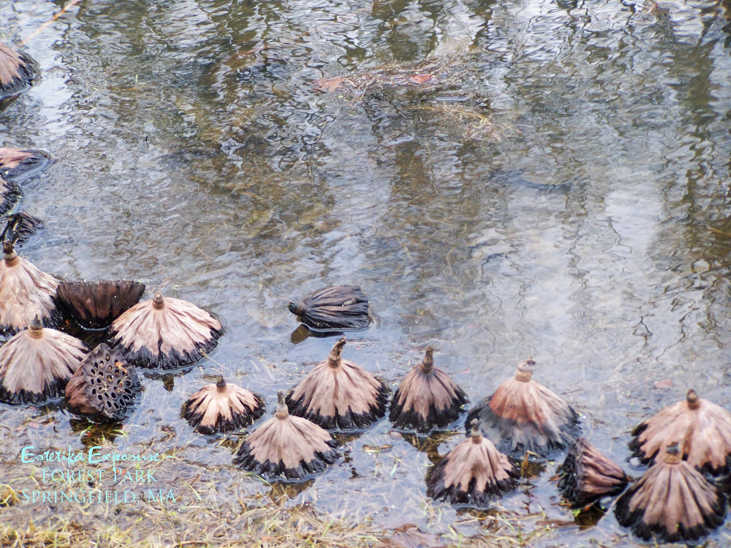 lily pads dried up.jpg