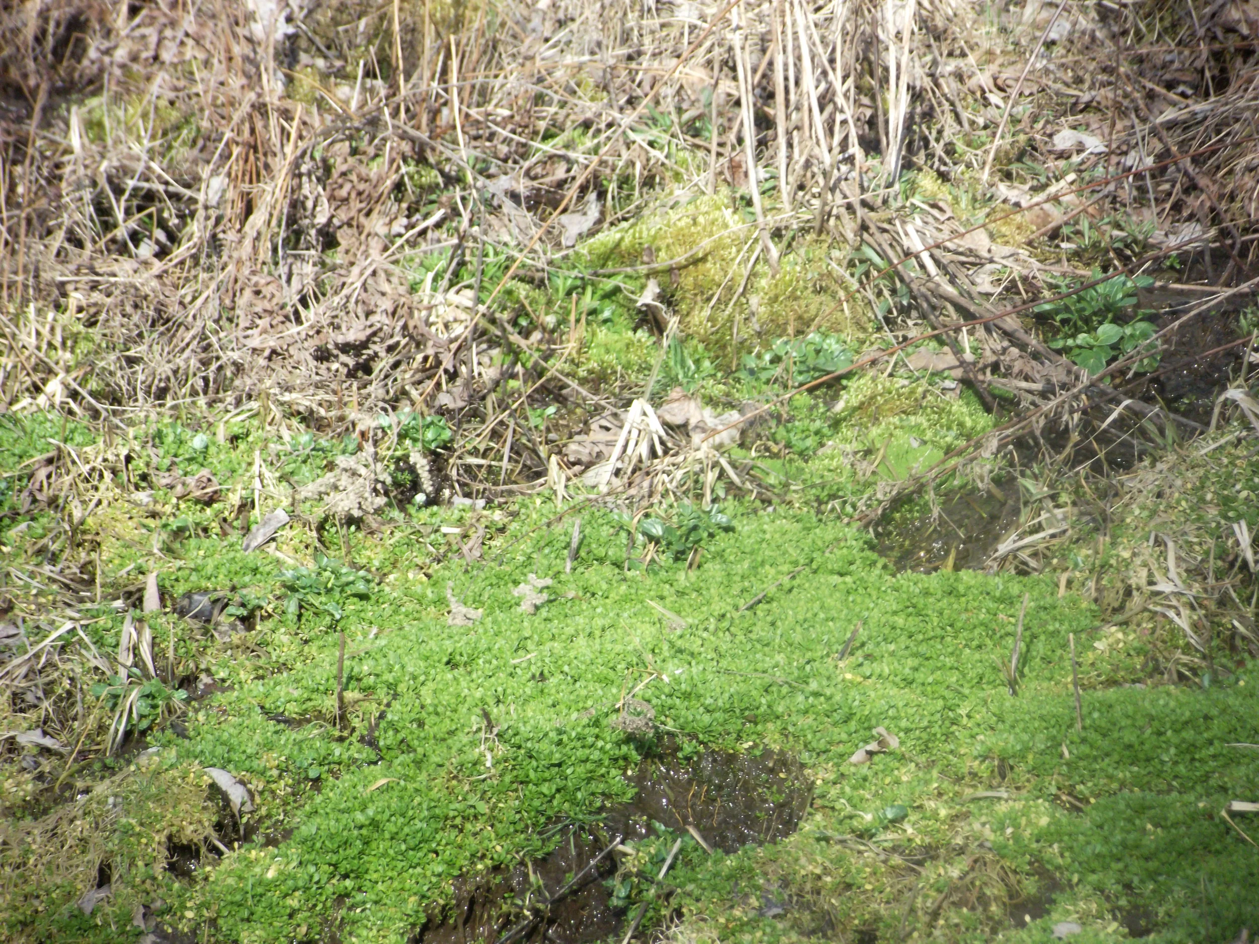 nature 9.jpg
