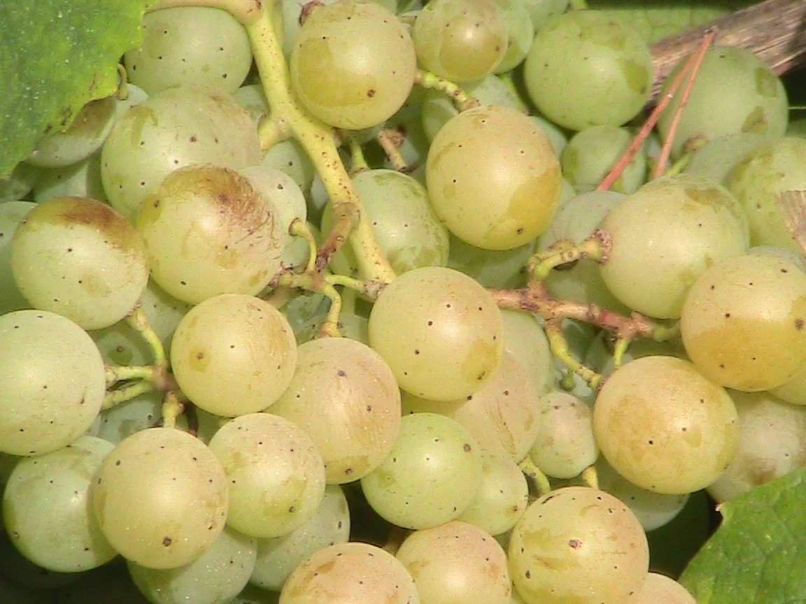 Famoso grapes. Copyright: Chris Boiling