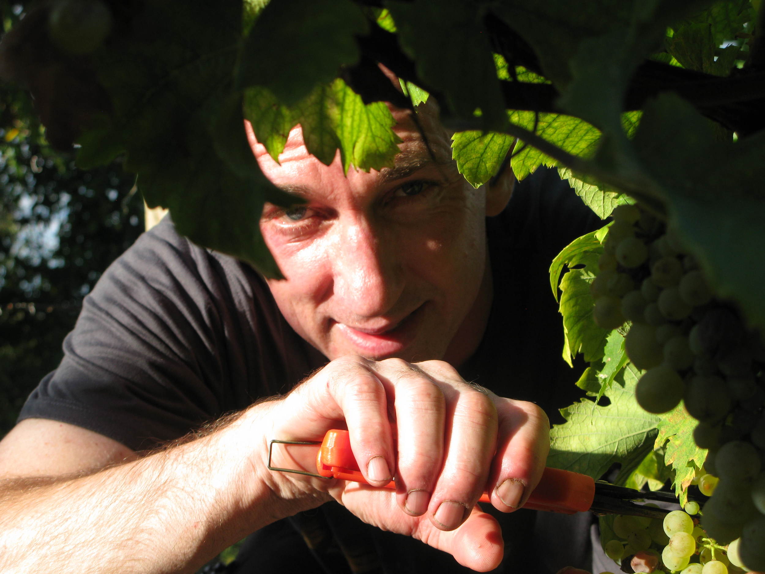Chris Boiling harvesting his grapes for the 2015 vintage. Copyright: Chris Boiling