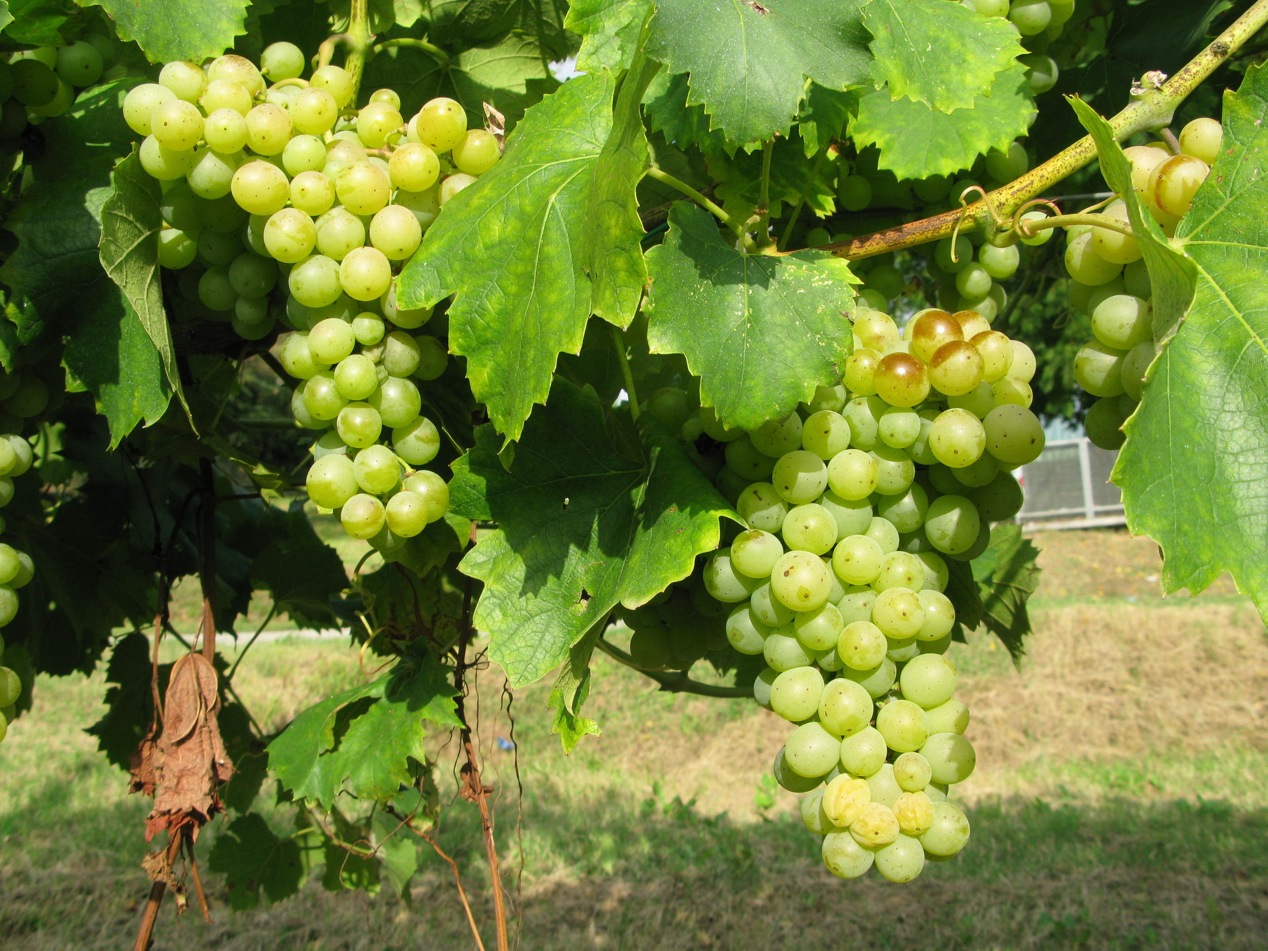 The Famoso grapes saved from extinction