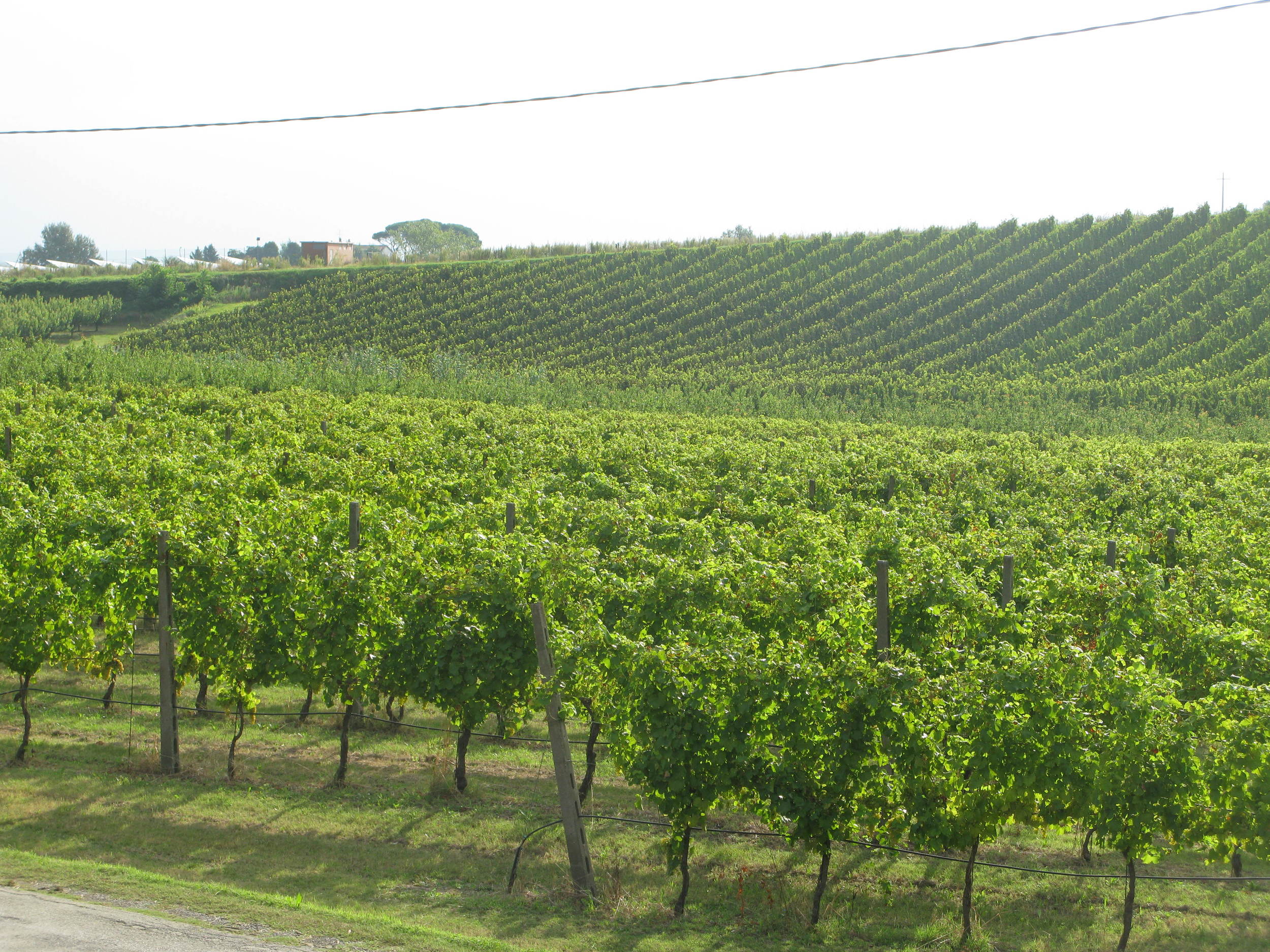 New Famoso vines at La Sabbiona