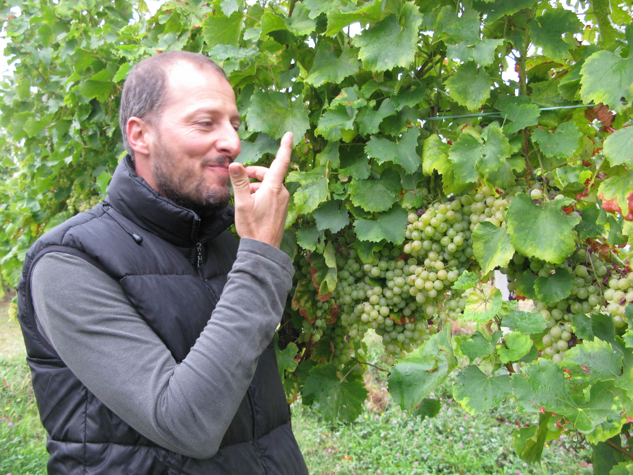 Winemaker Claudio Ancarani tastes the Famoso grapes he is helping to save
