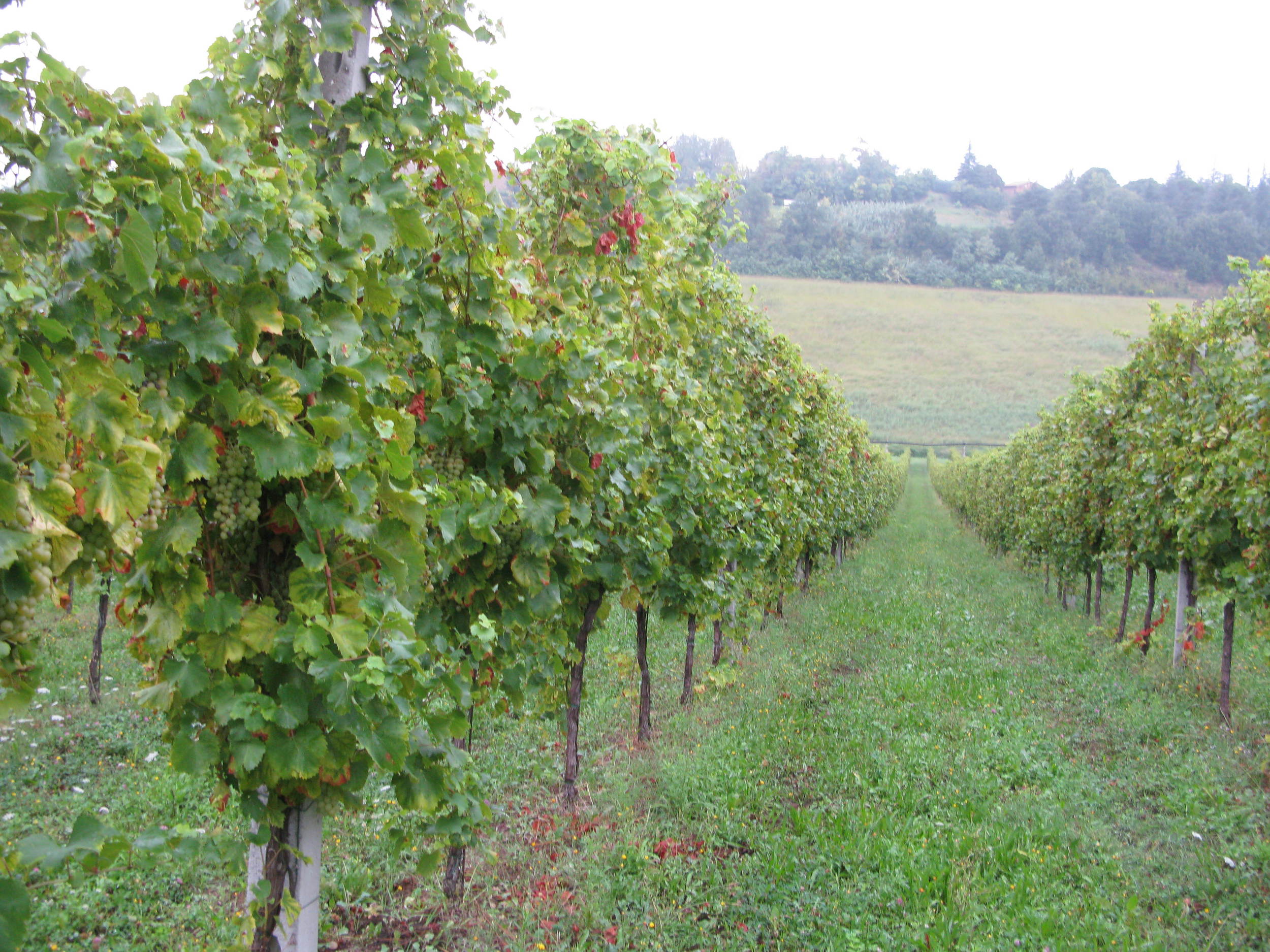 In the Ancarani vineyard