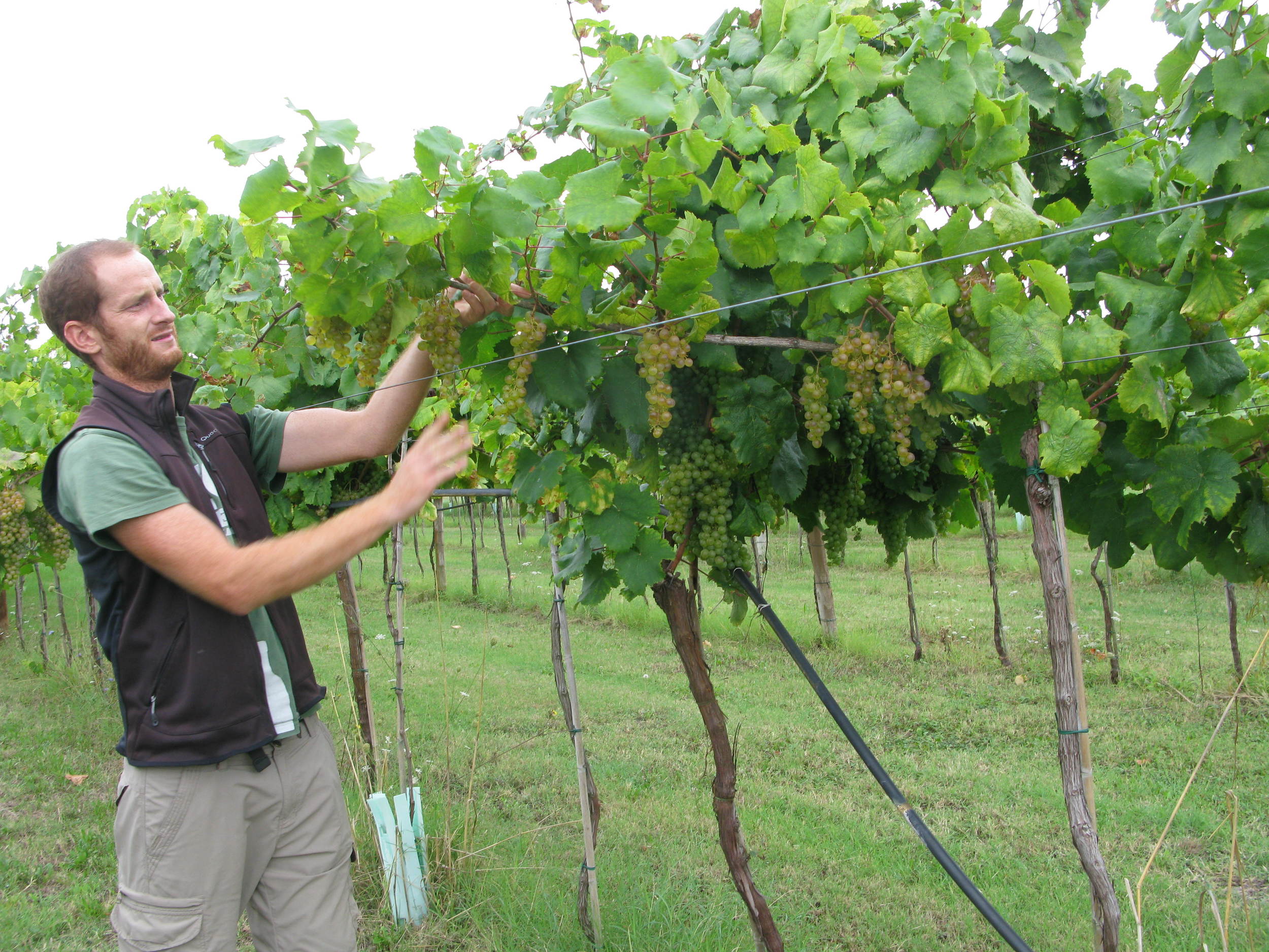 Examining the Famoso grapes