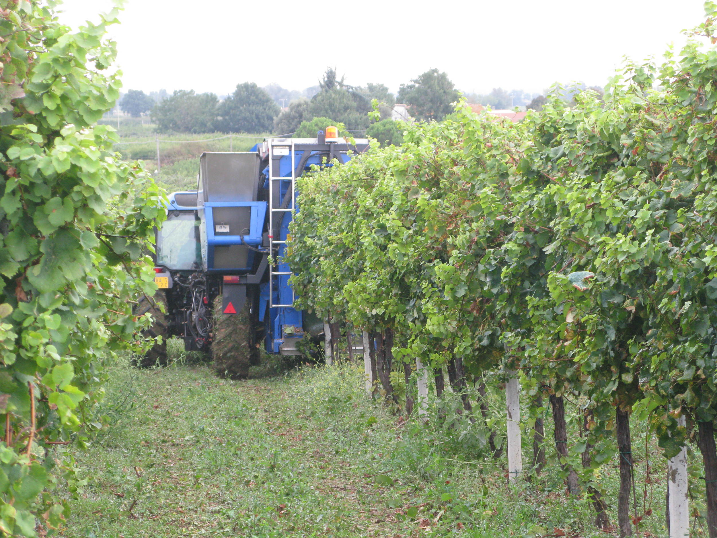 Machine-harvesting Sangiovese at Spinetta