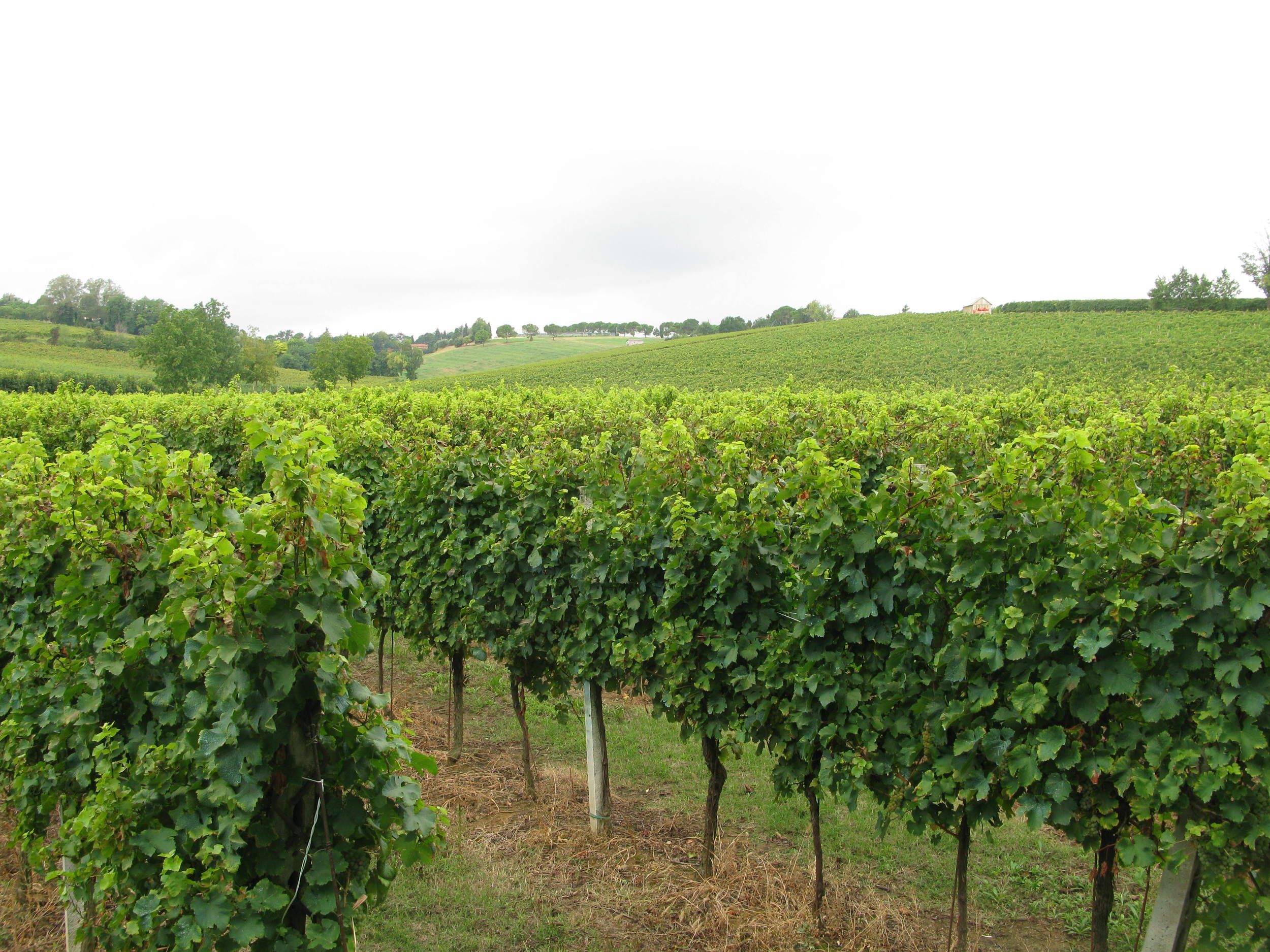 Vines at the Spinetta farm