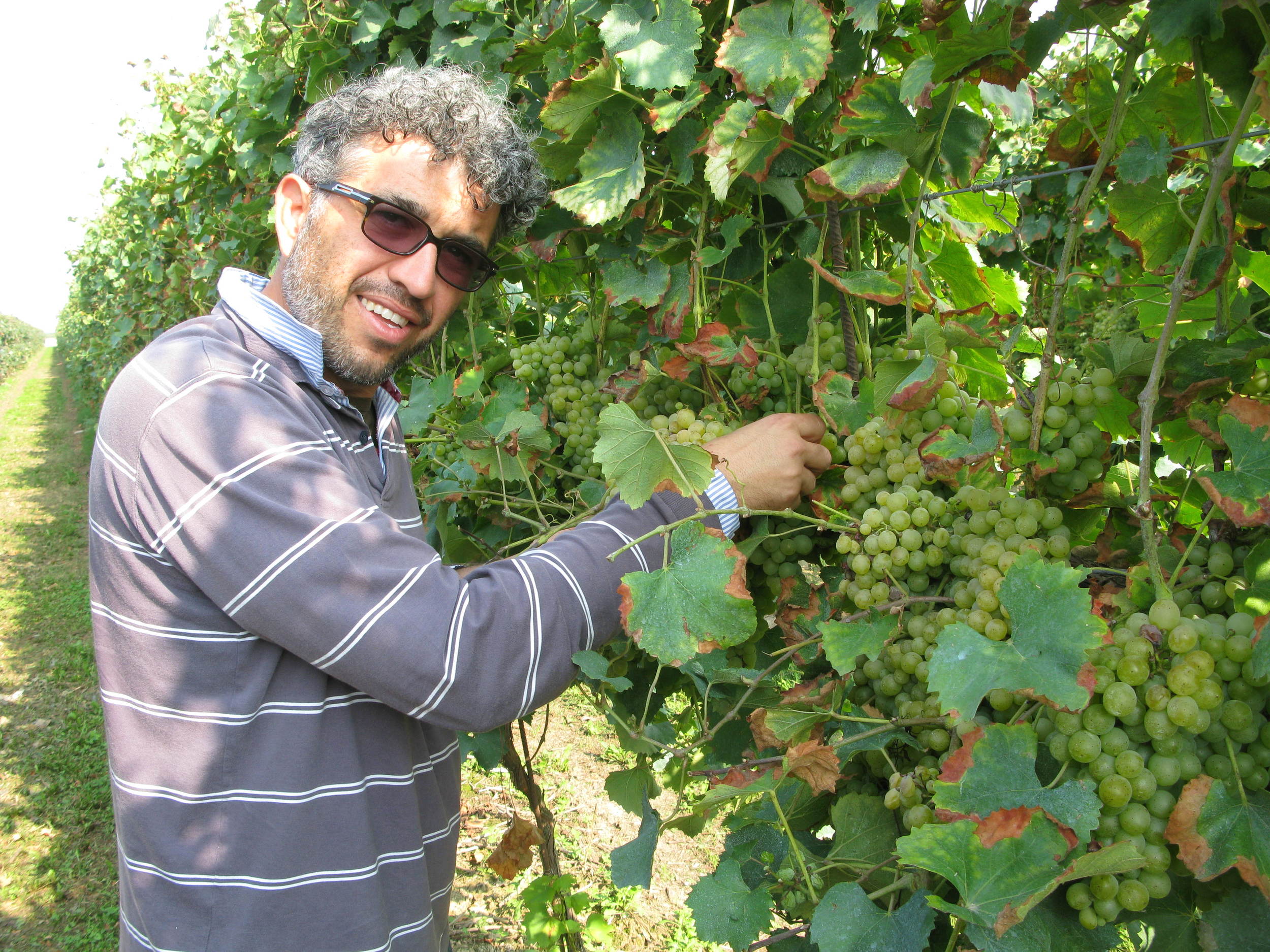 Massimo Randi checks the grapes