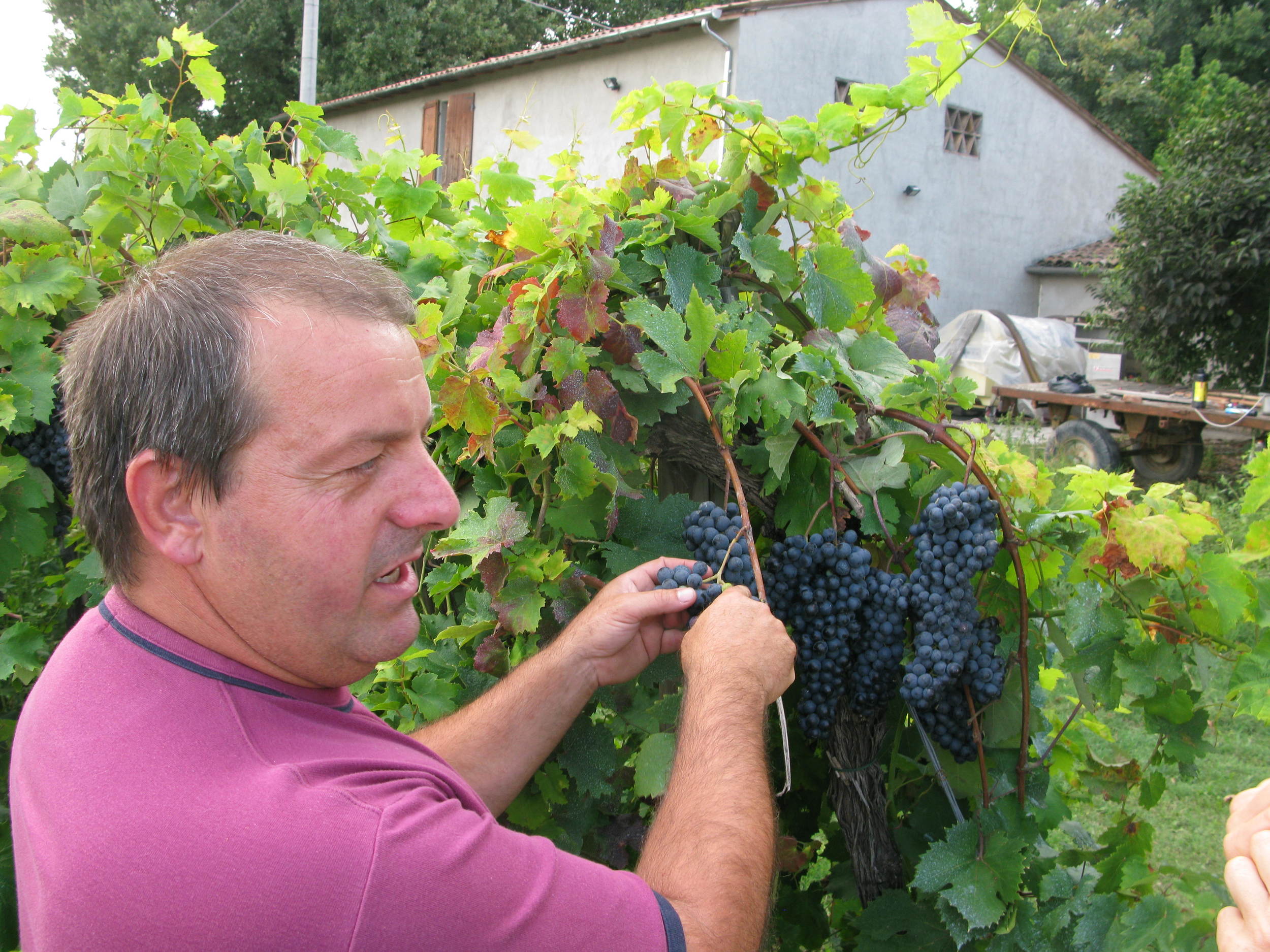 Daniele Longanesi: His grandfather had a grape variety named after him