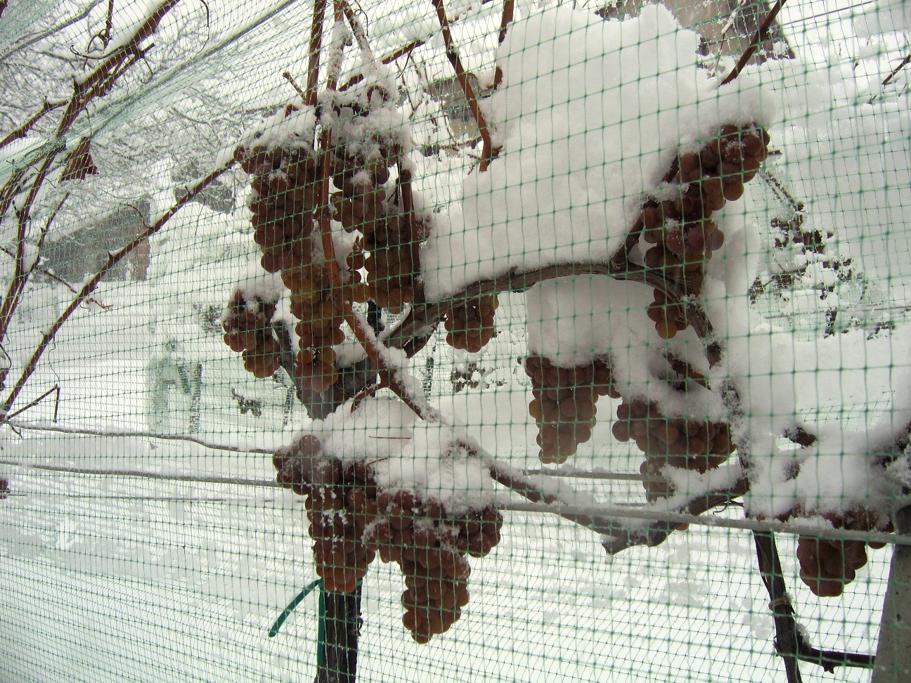 The netting protects the grapes from hungry birds