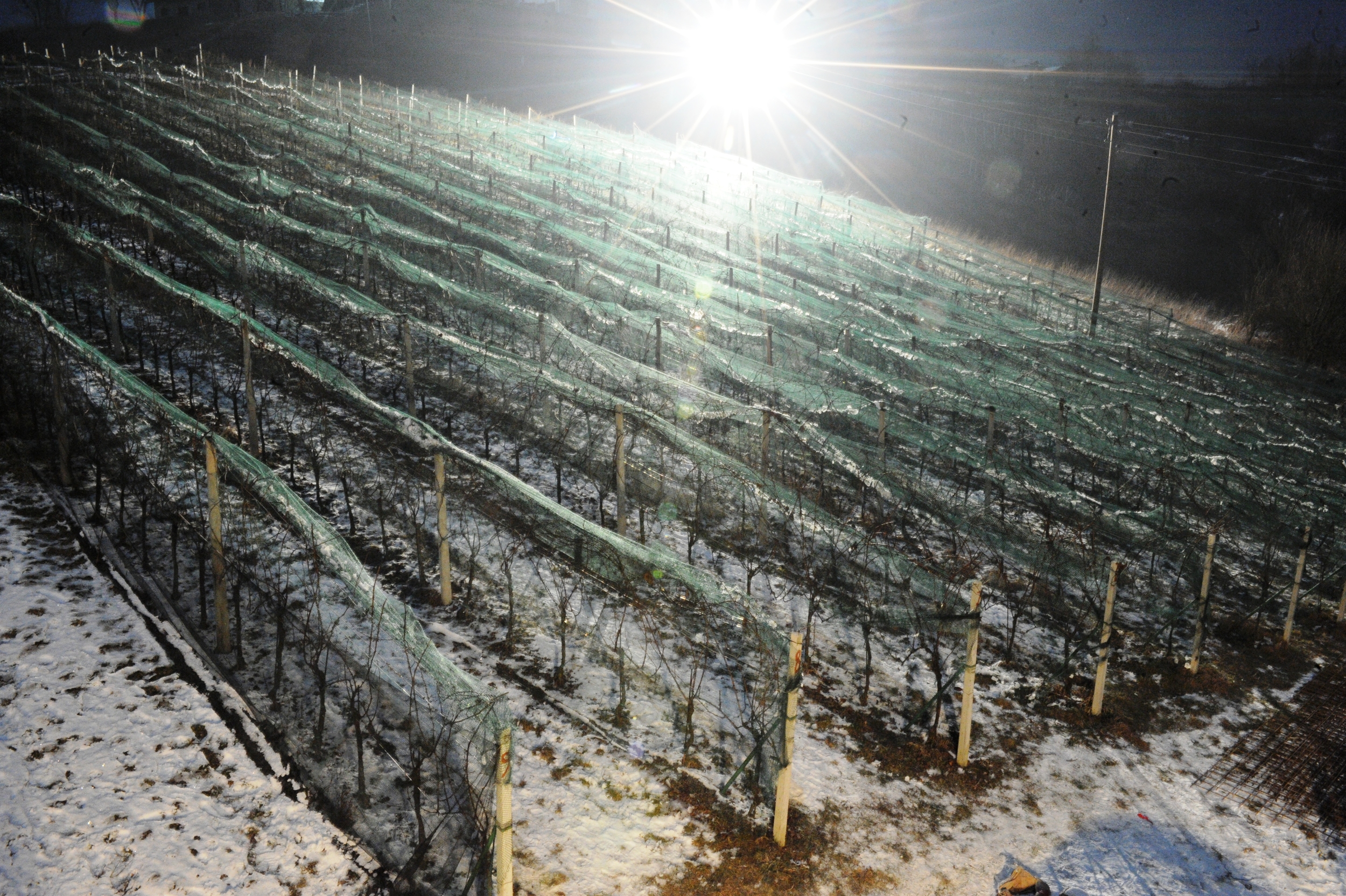 Harvesting by floodlights.JPG