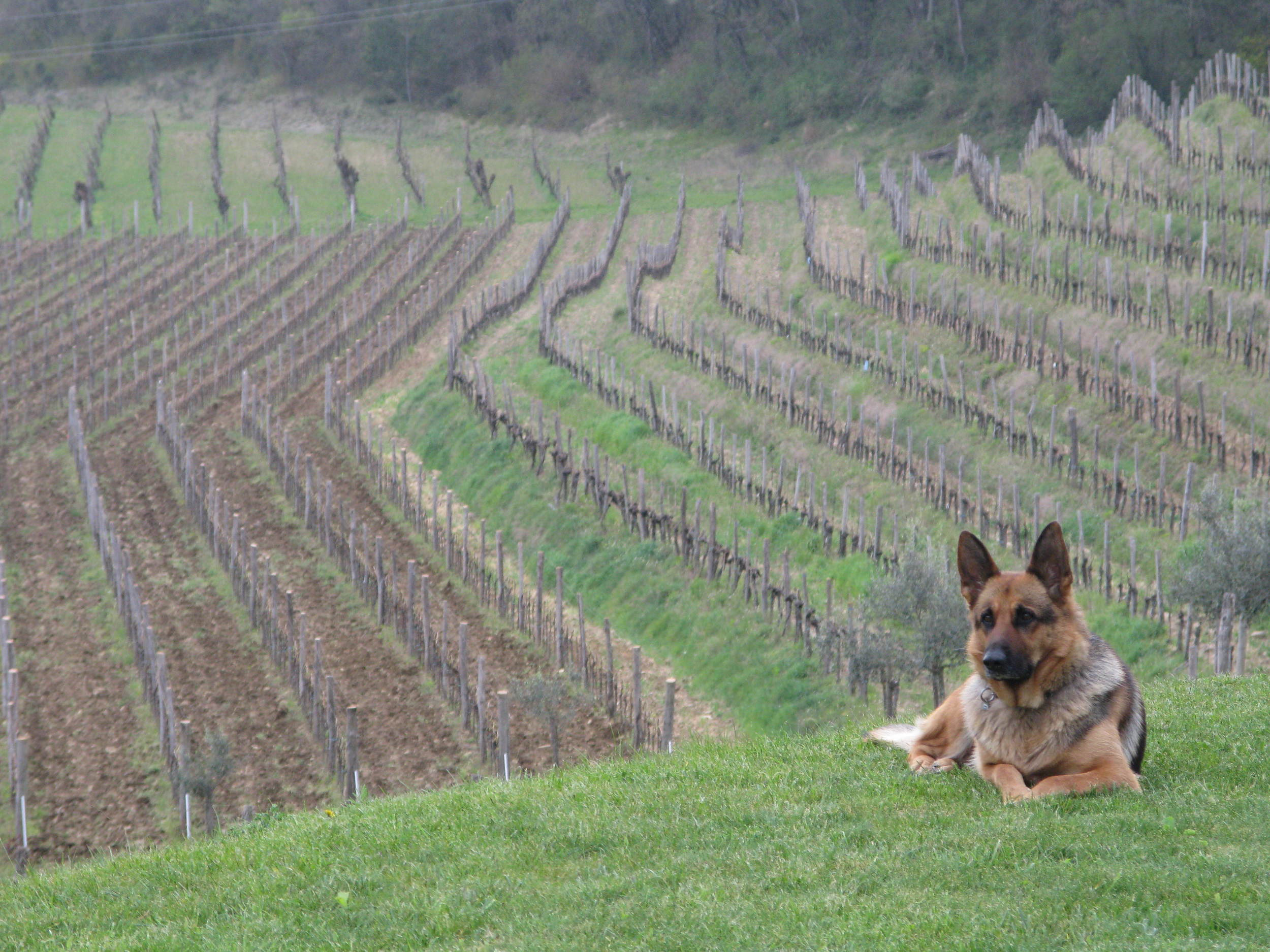 Watching over the vineyards