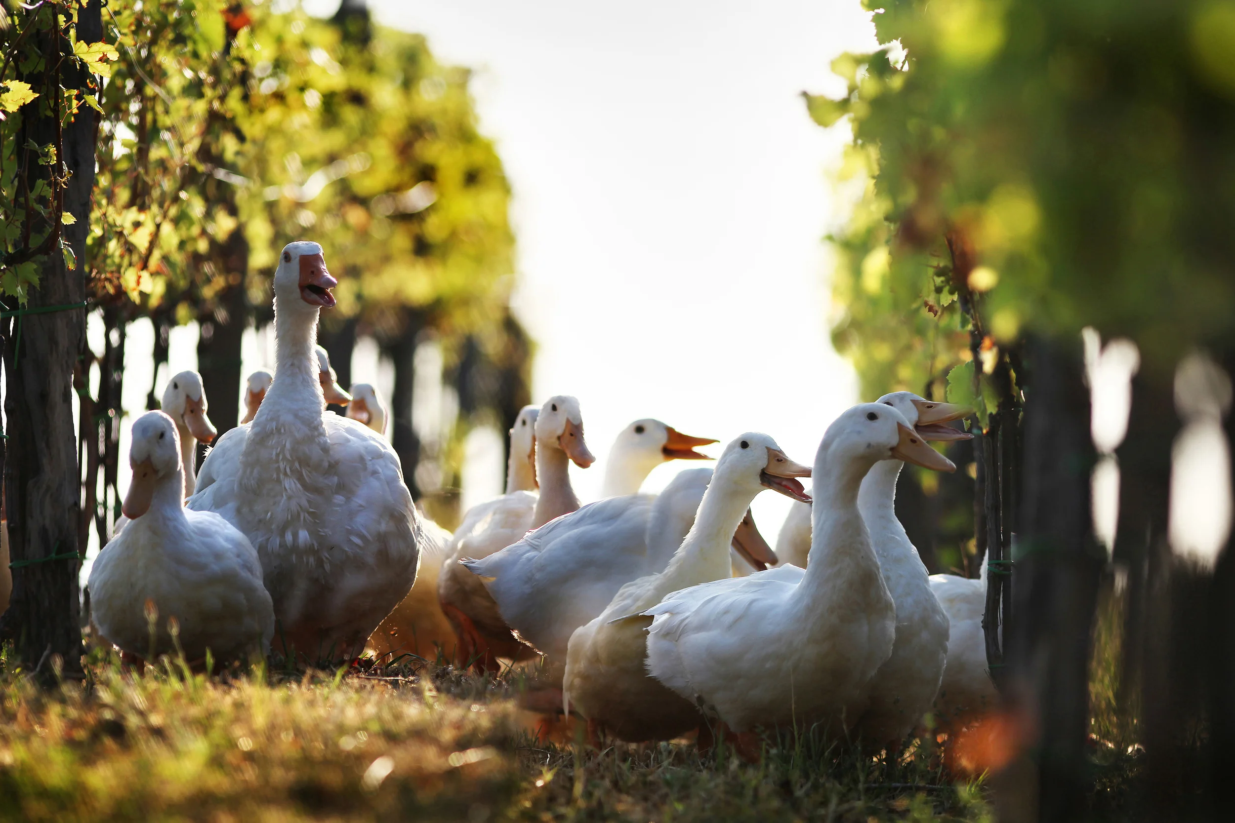 Ducks keep the snails at bay