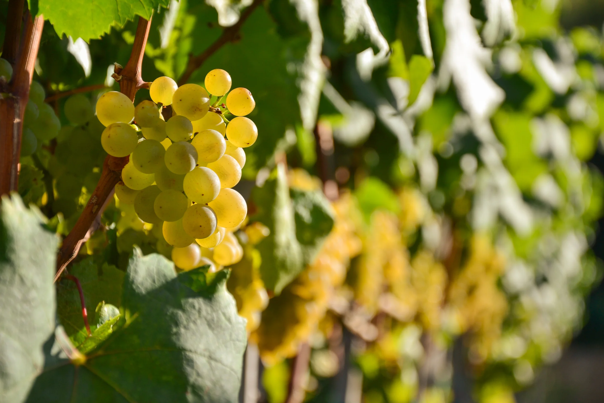 Wine made from thin-skinned Pinela grapes offers gentle fruit and floral aromas (reminiscent of white peach and apple blossom), crisp acidity, and delicate flavours, such as pineapple and lemon