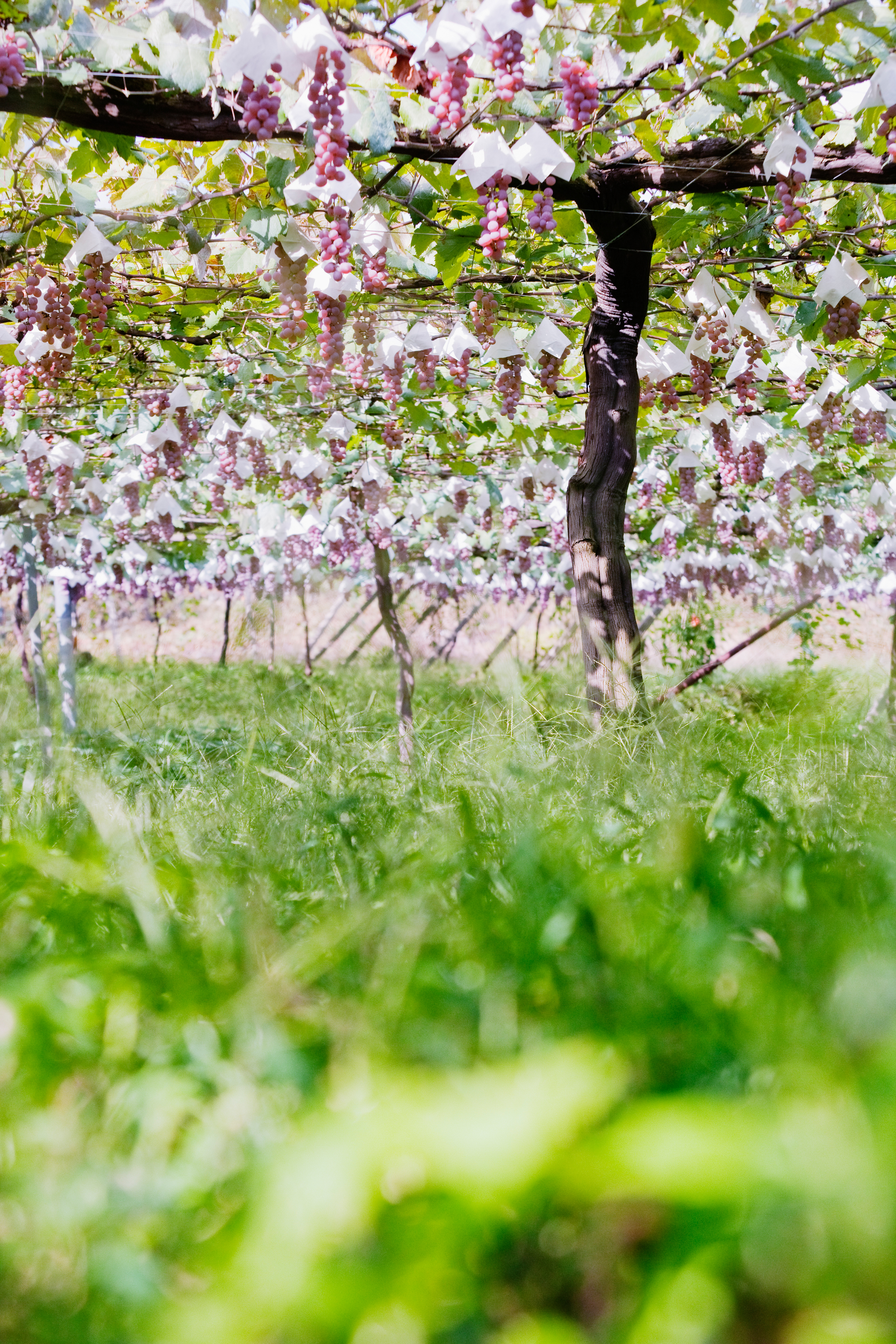 Small umbrellas protect the grapes from the intense sunshine