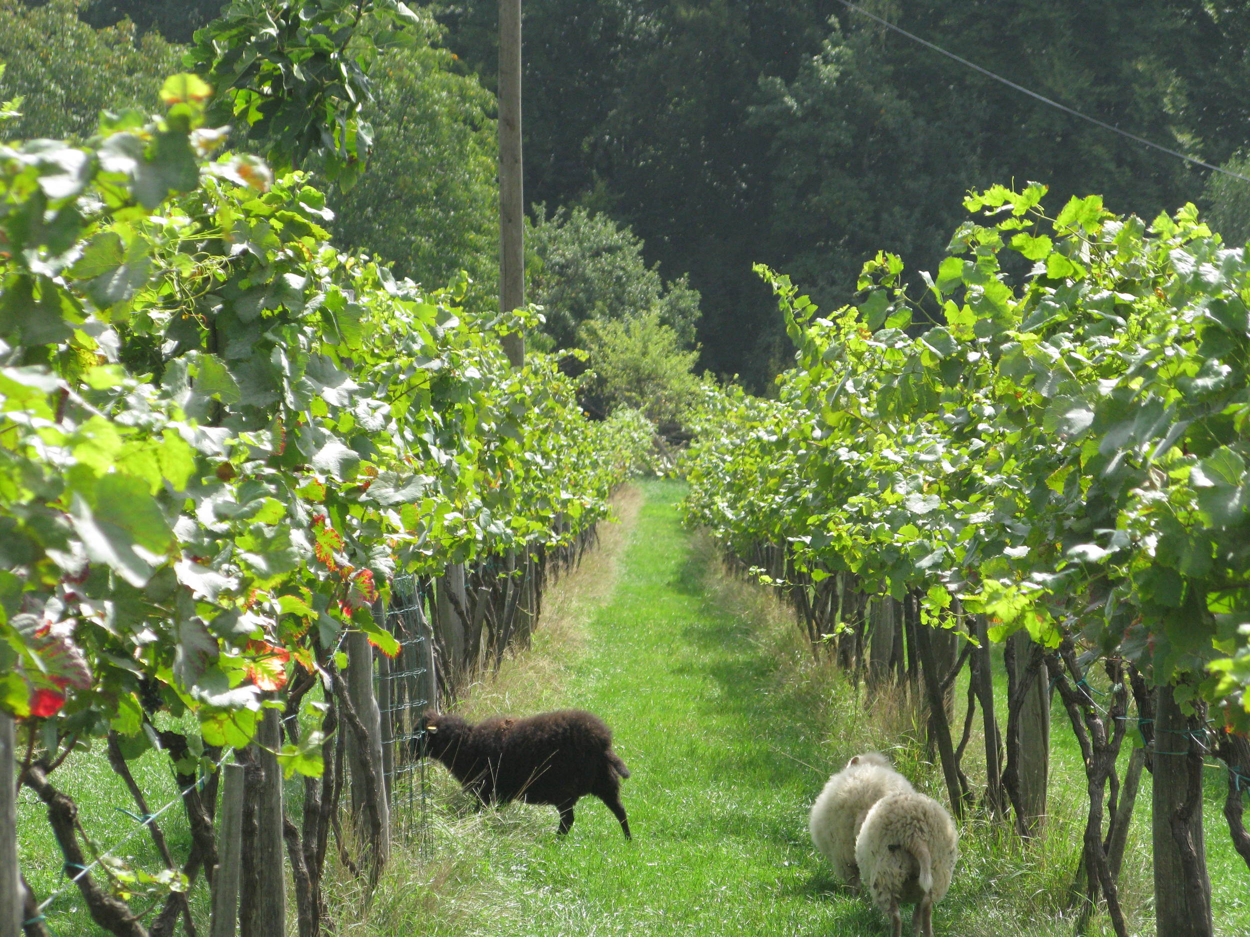 The tour takes in large, small and biodynamic wineries