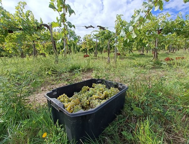 Nadas - GV harvest.jpg