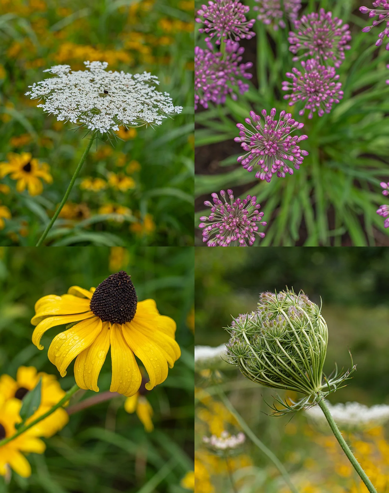 FRANCOIS GAGNE_0807250594.jpg