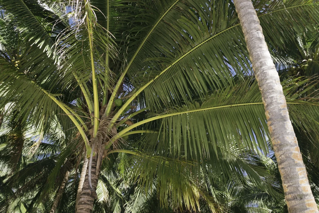 067_CatBlack2019_Siargao_WEB.jpg