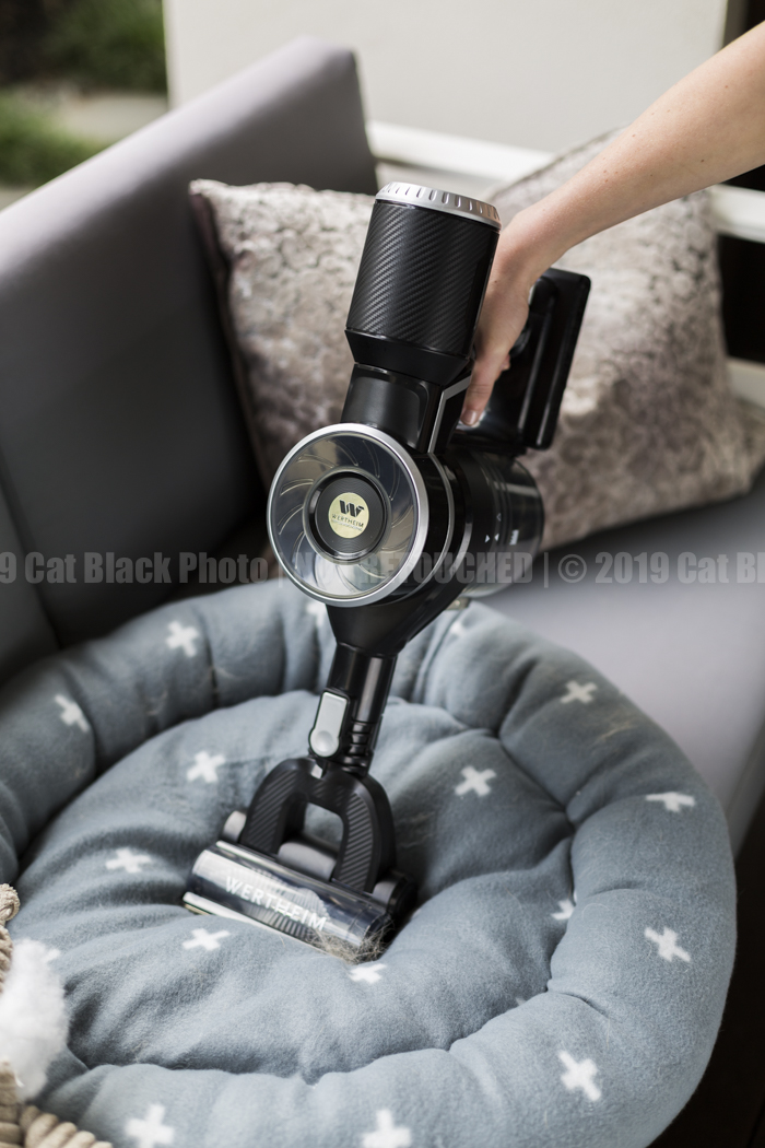022_CatBlack2019_Godfreys_Previews.jpg