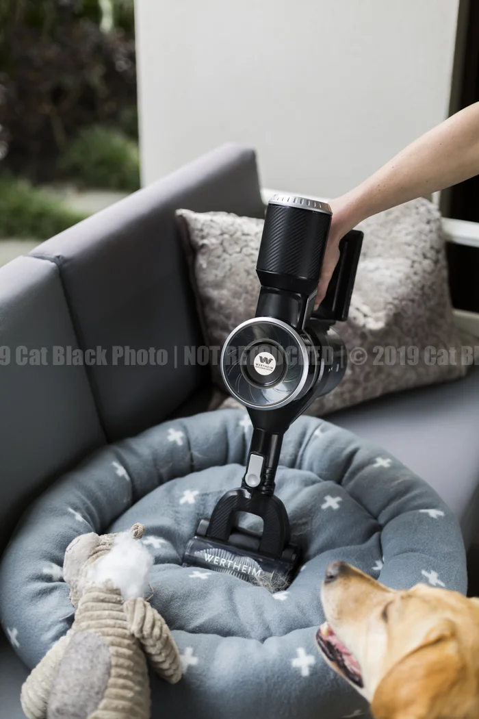 024_CatBlack2019_Godfreys_Previews.jpg