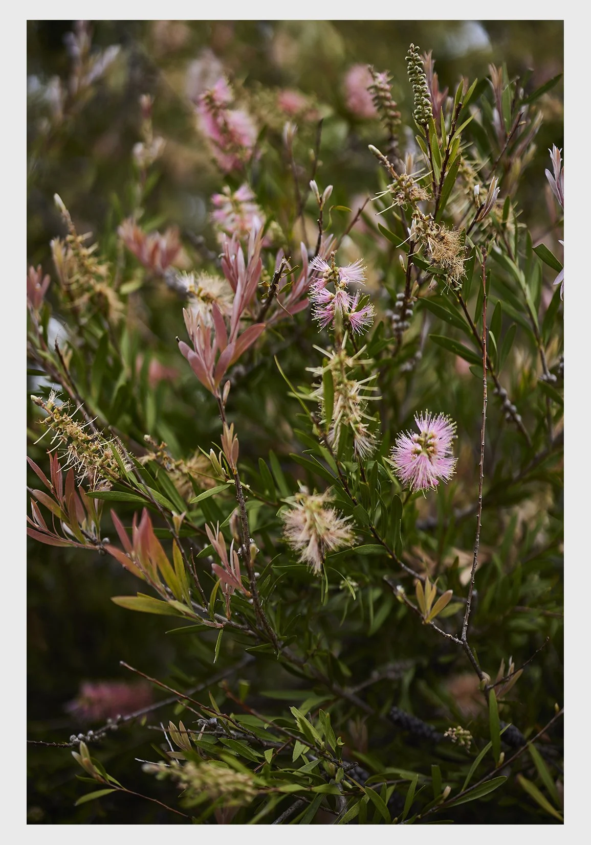 003_CatBlack2024_MelbournePhotographer.jpg