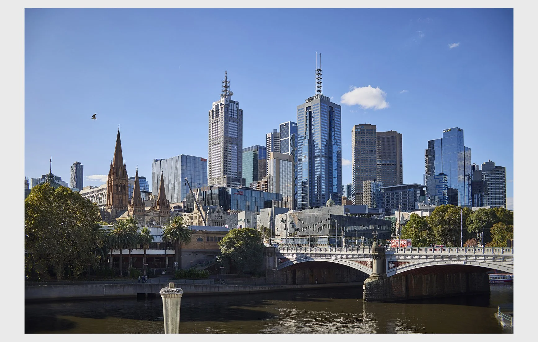 003_CatBlack2025_MelbournePhotographer.jpg