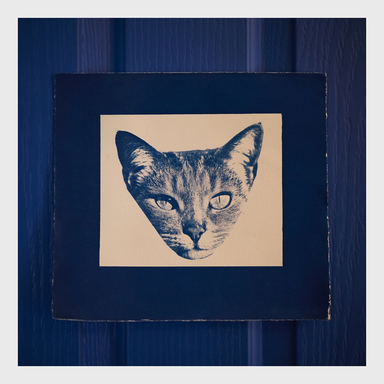 005_CatBlack2026_ART copy.jpg