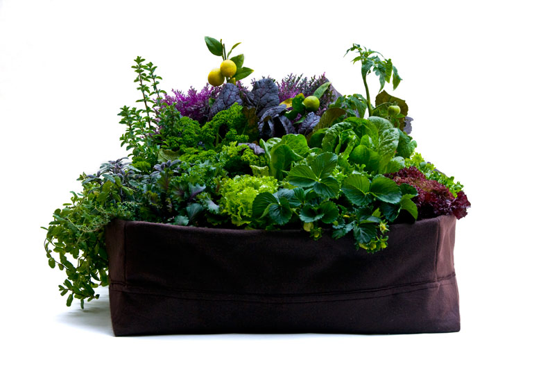 Woolly Pocket with Edibles