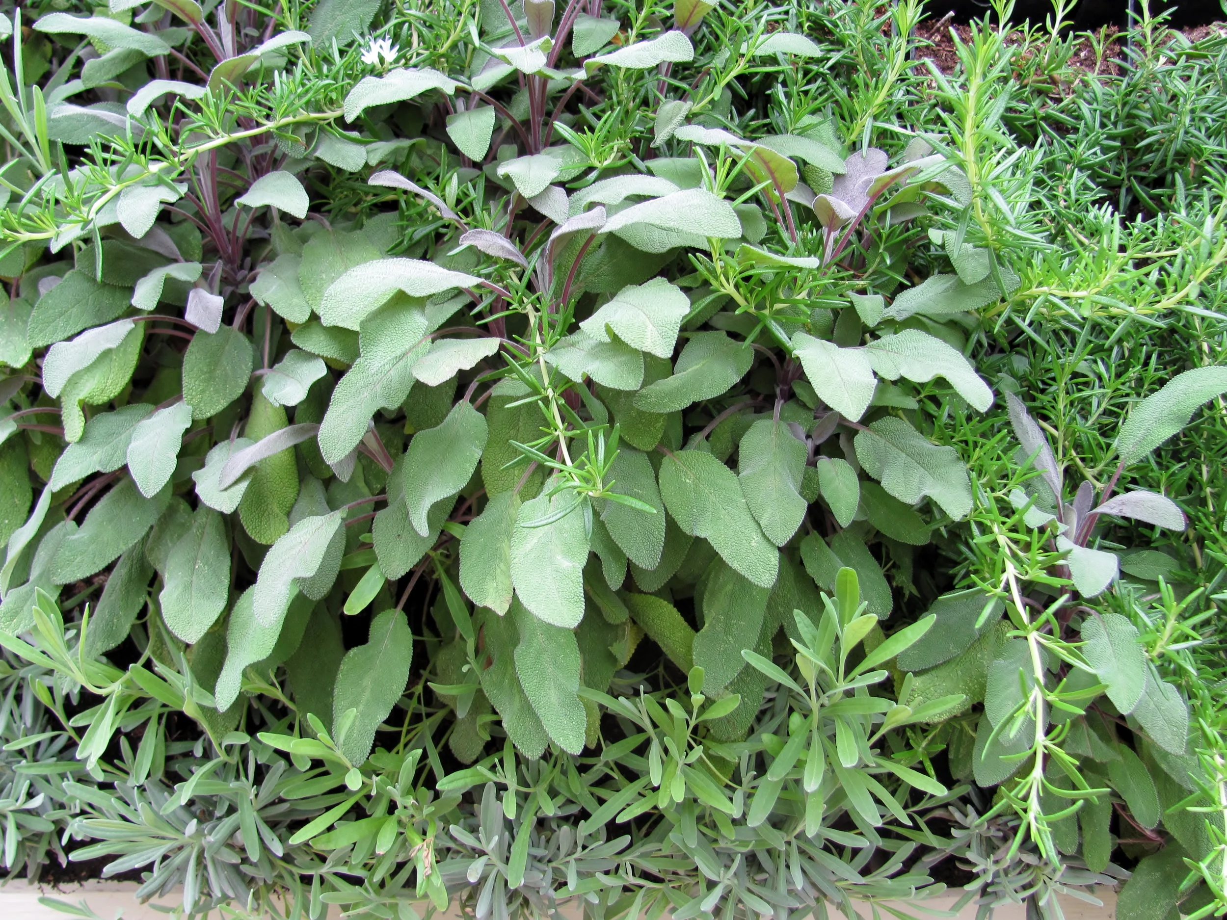 Herbs GroVert 5.JPG