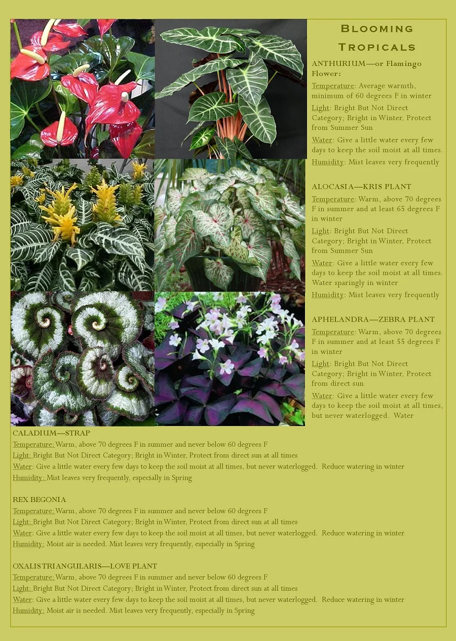 Tropical Plants that bloom and can be grown in your vertical garden