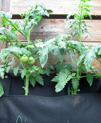 Edible Walls Patio Tomato Garden