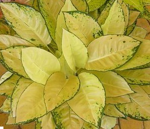 Cochin Yellow Aglaonema