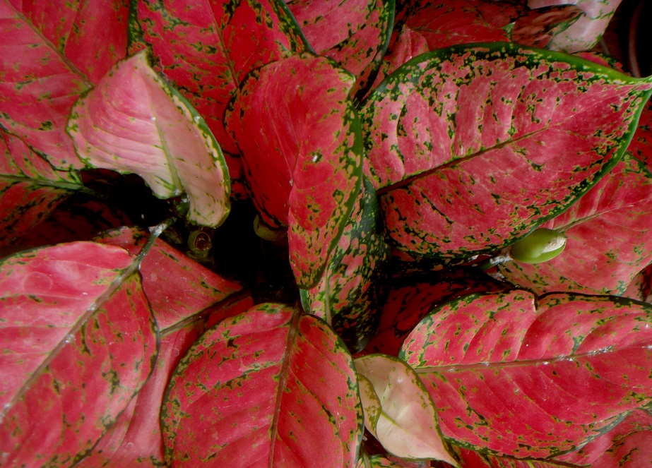 Christmas Evergreen Aglaonema