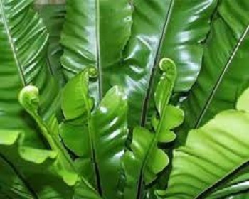 Bird's Nest Fern