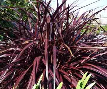 Cordyline Red Star