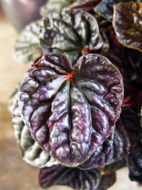 Peperomia Caperata - Rasberry Ripple