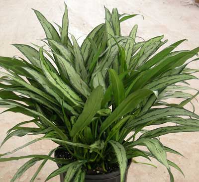 Cutlass Aglaonema