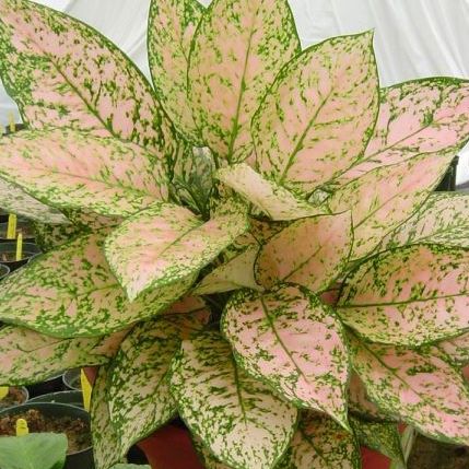 Etta Rose Aglaonema