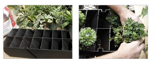 how to plant your own living wall