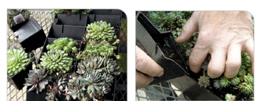 how to plant your grovert living wall planter