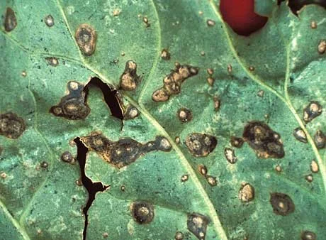 Edible Walls Garden Pests And Diseases