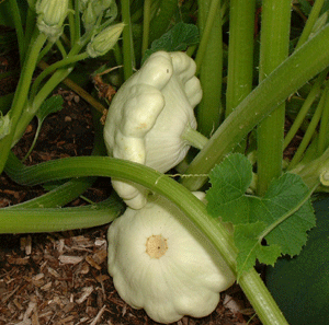 Scallop Squash.gif