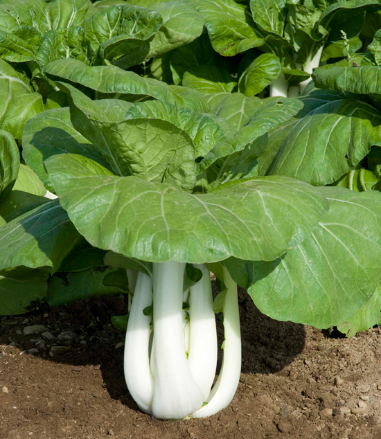 Joi Choi, also known as Bok Choy and Chinese White Cabbage