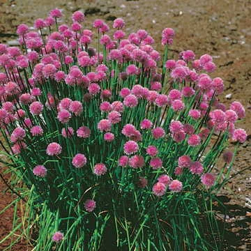 rose seeds Pink Climbing Rose Seeds – Educared main image 1