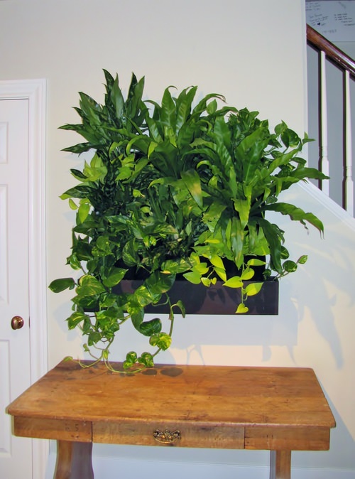 Edible Walls Living Wall Kits - Indoor Living Wall Planters