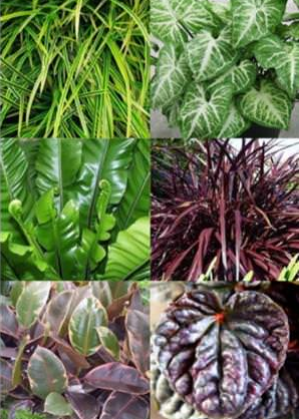 Edible Walls - Choosing Plants