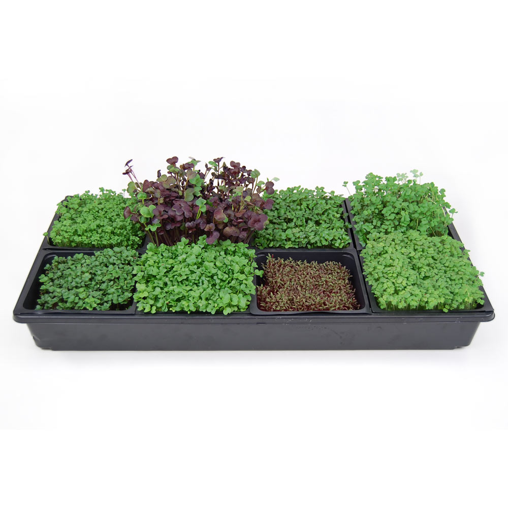 MicroGreen Growing Kit — Edible Walls